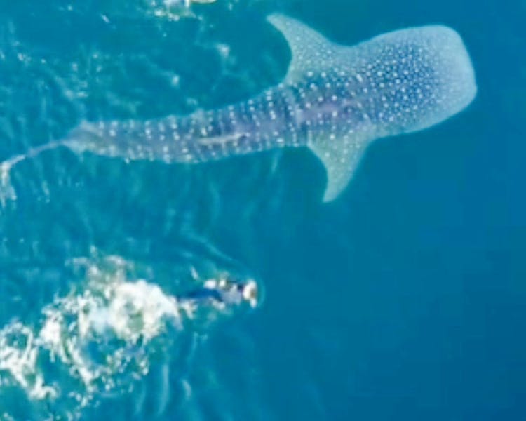 Nada junto al tiburón ballena Swim with the wale shark