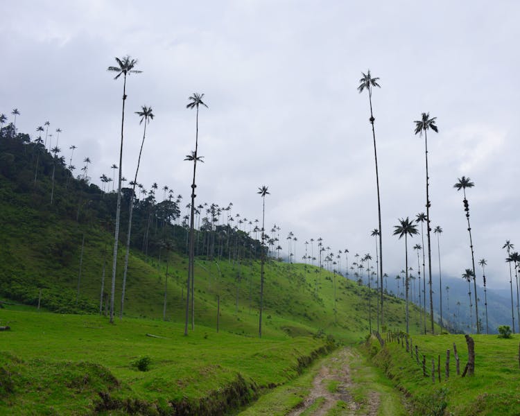 Valle del Cocora - Salento - Quindio - Colombia - Eje Cafetero