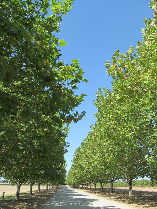 Allsaints Estate Rutherglen Entrance