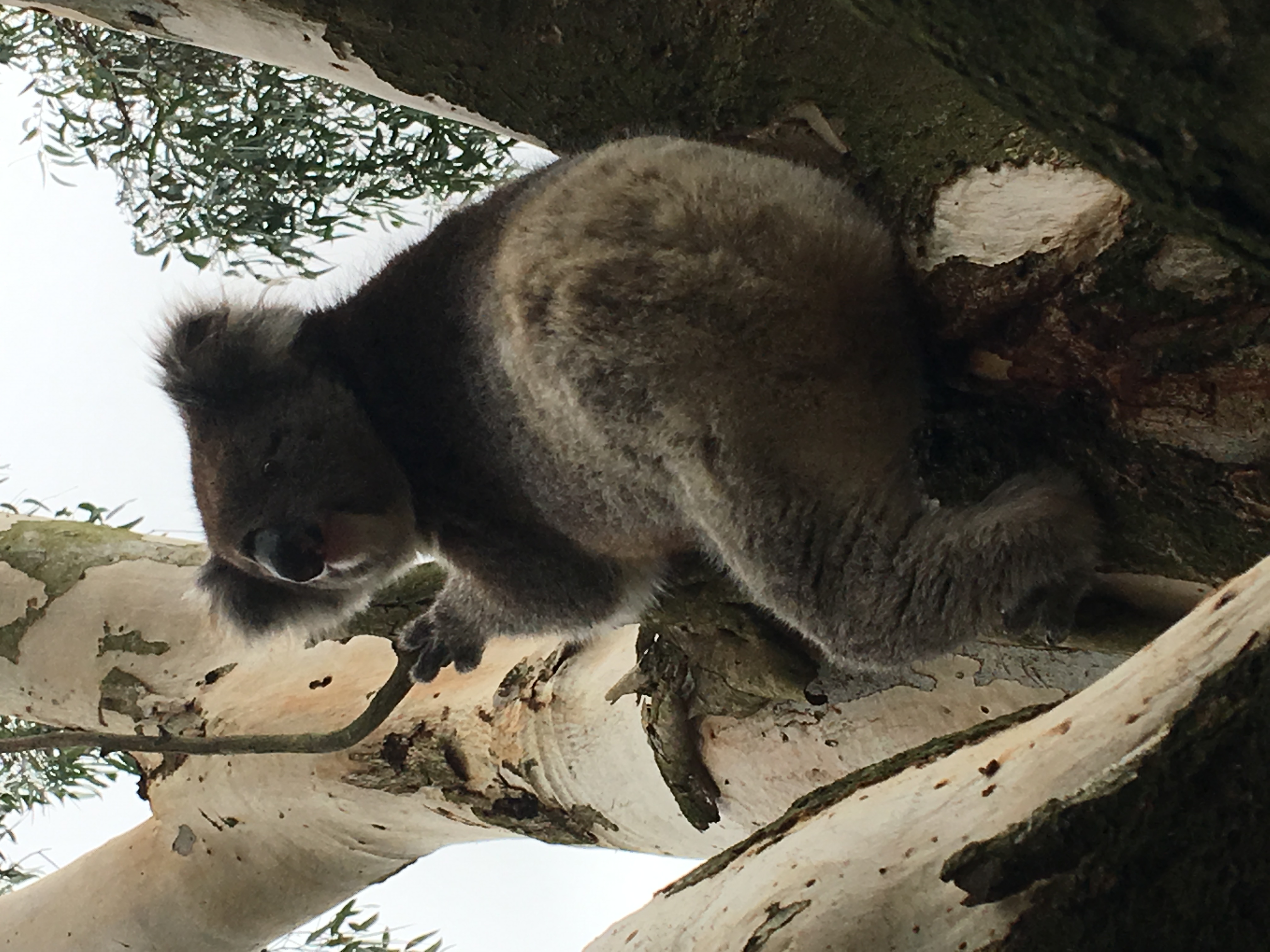 Home | Kangaroo Island Cabins