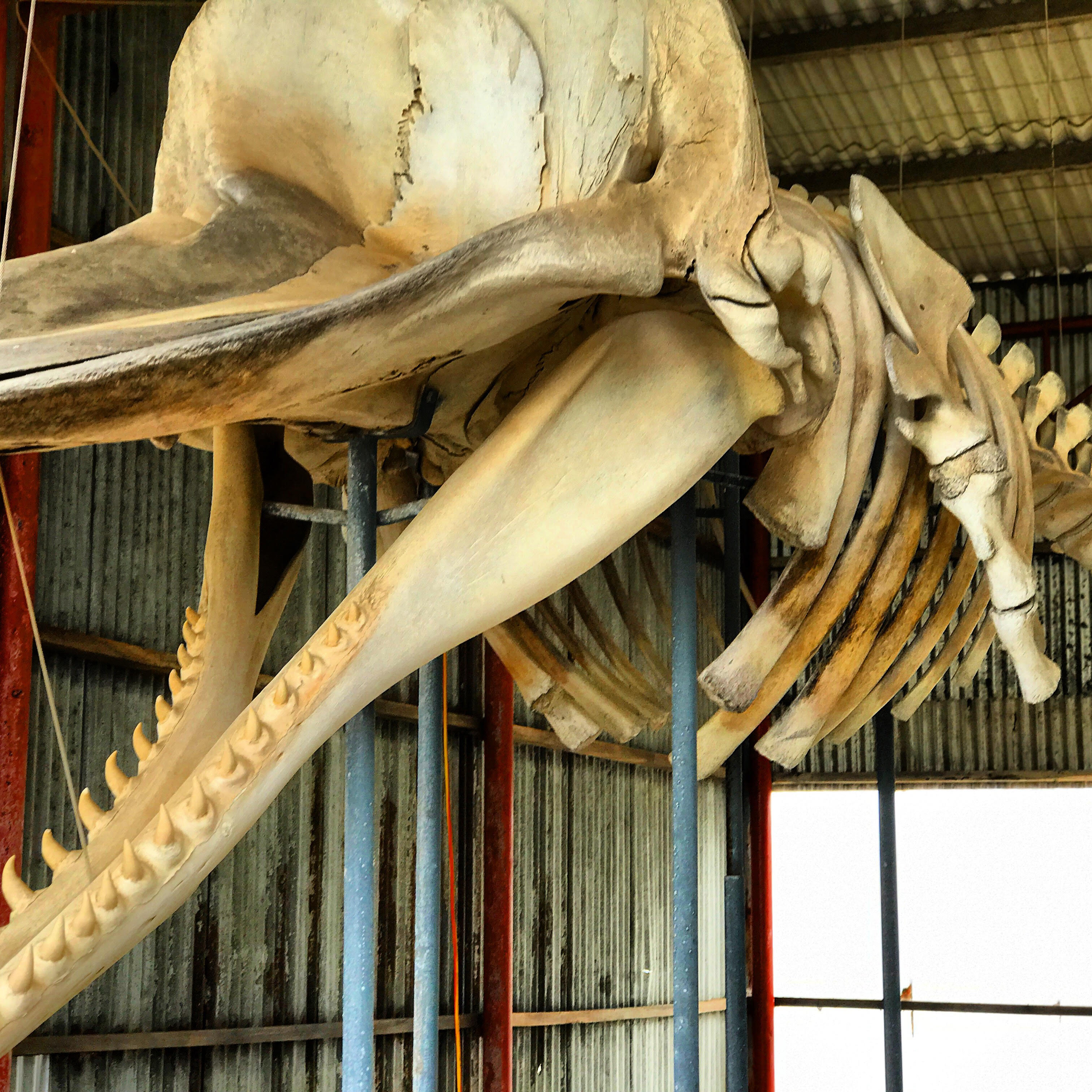 Albany Historic Whaling Station