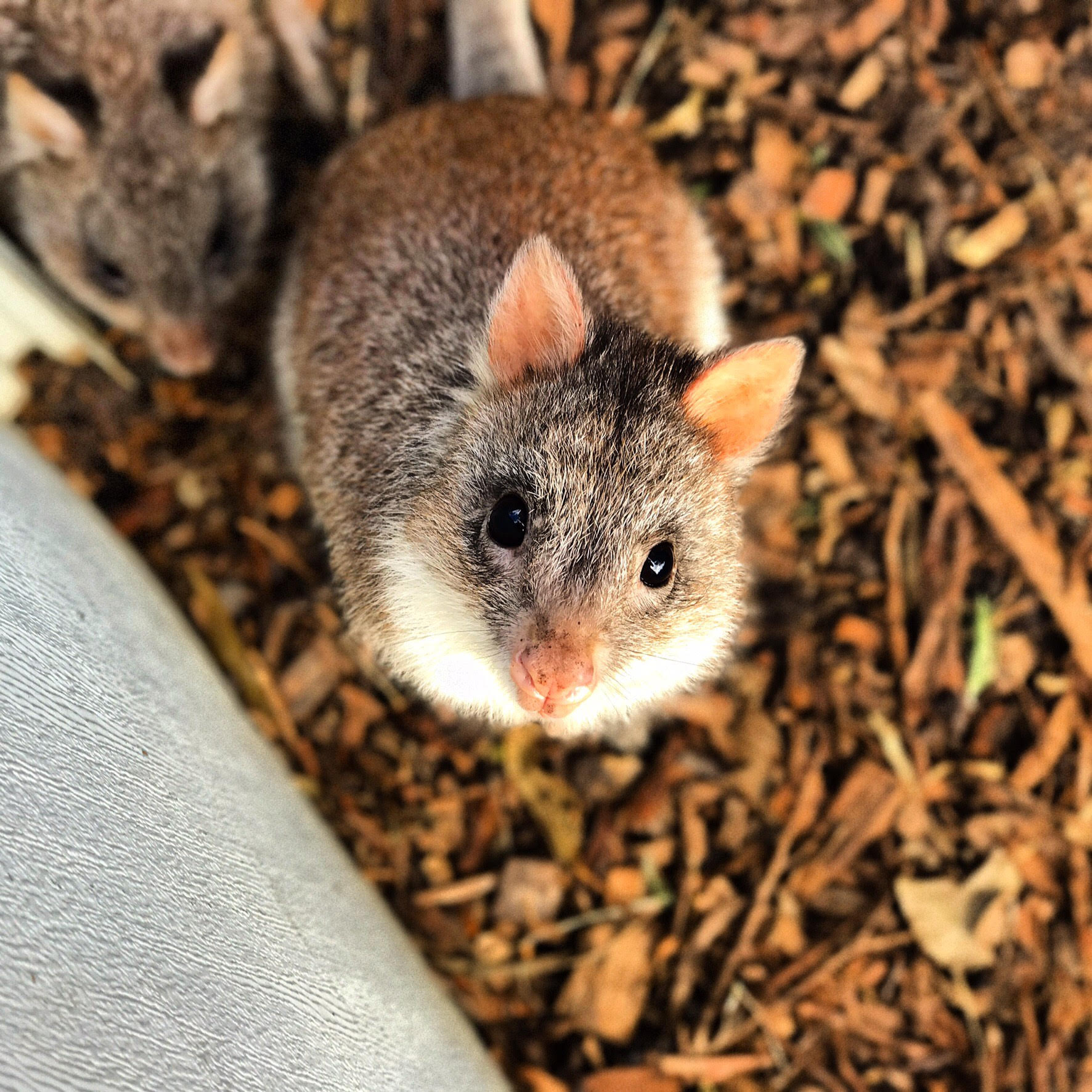Australian Wildlife Park (Discovery Bay)