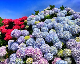Hortensias. Cadavedo. Asturias.