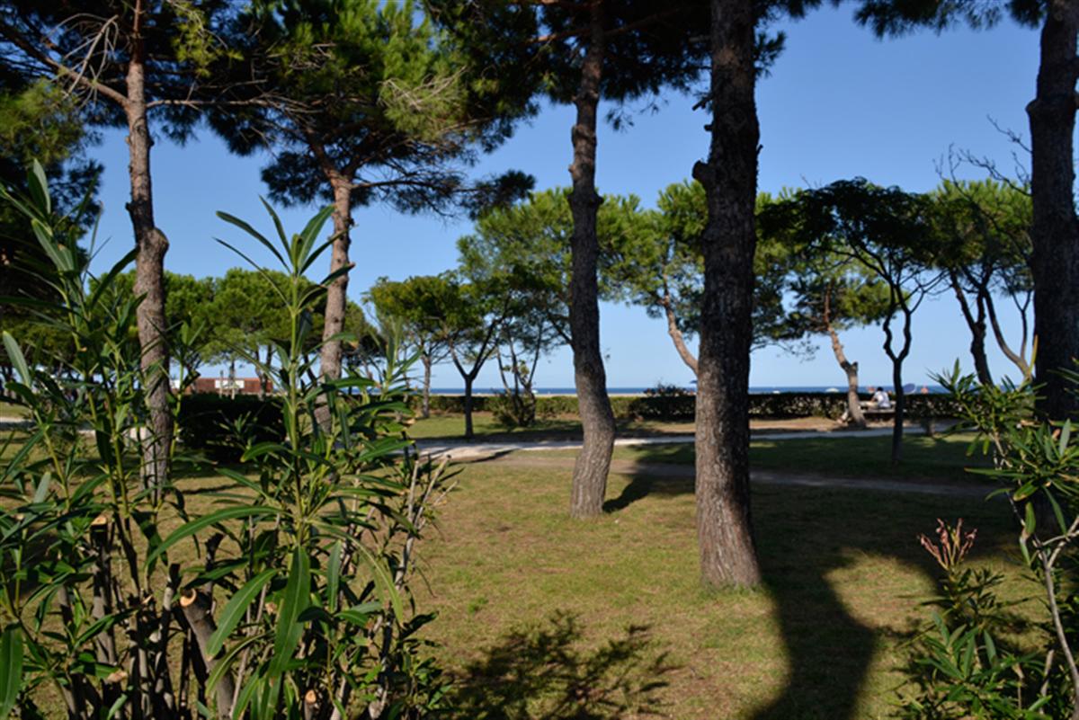 allée des pins à Argeles