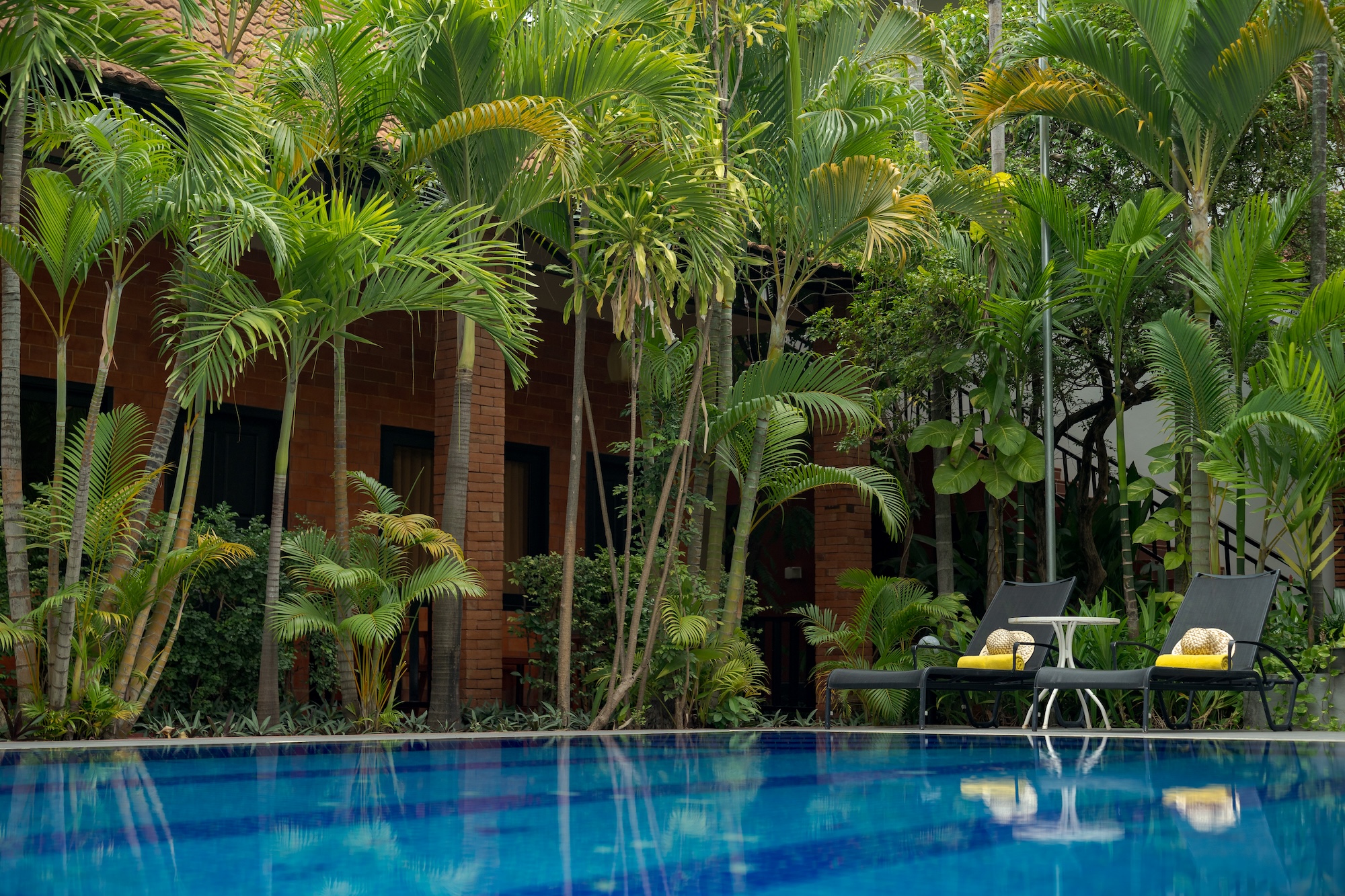 Two lounge chairs with yellow towels sit beside a swimming pool, surrounded by tall palm trees and lush green plants.