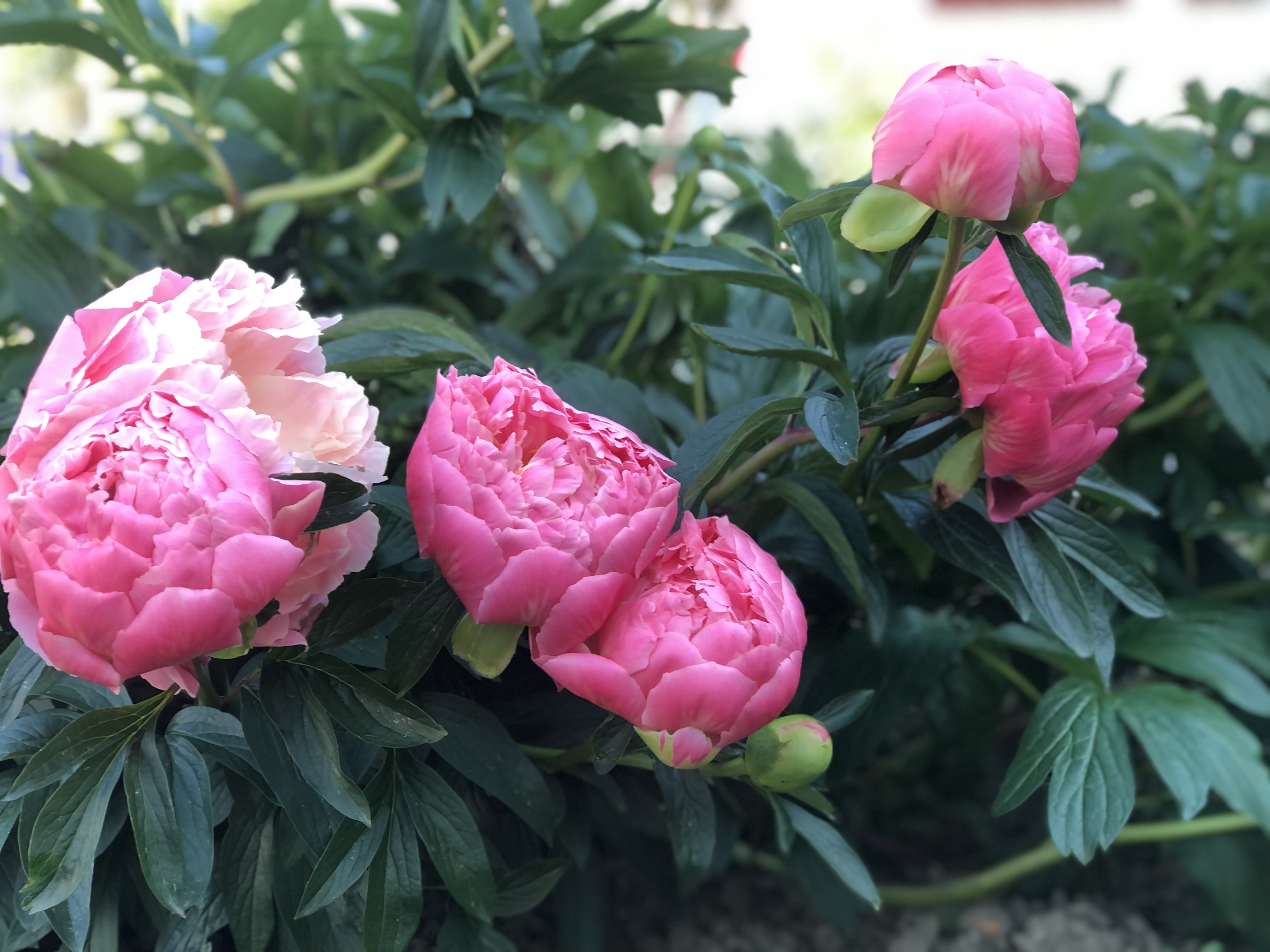 Peony Roses