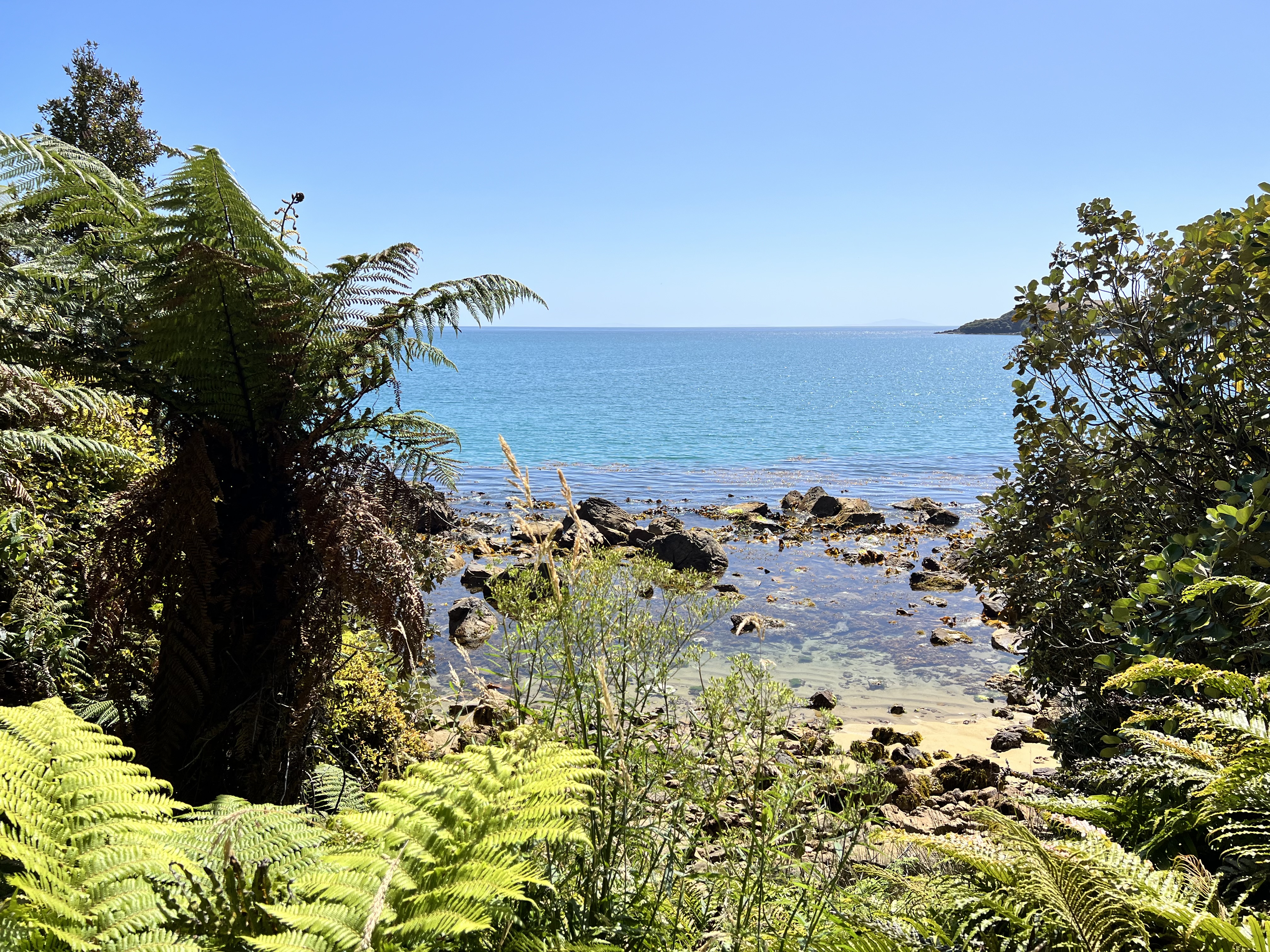 Foveaux Strait, from the Port William Track