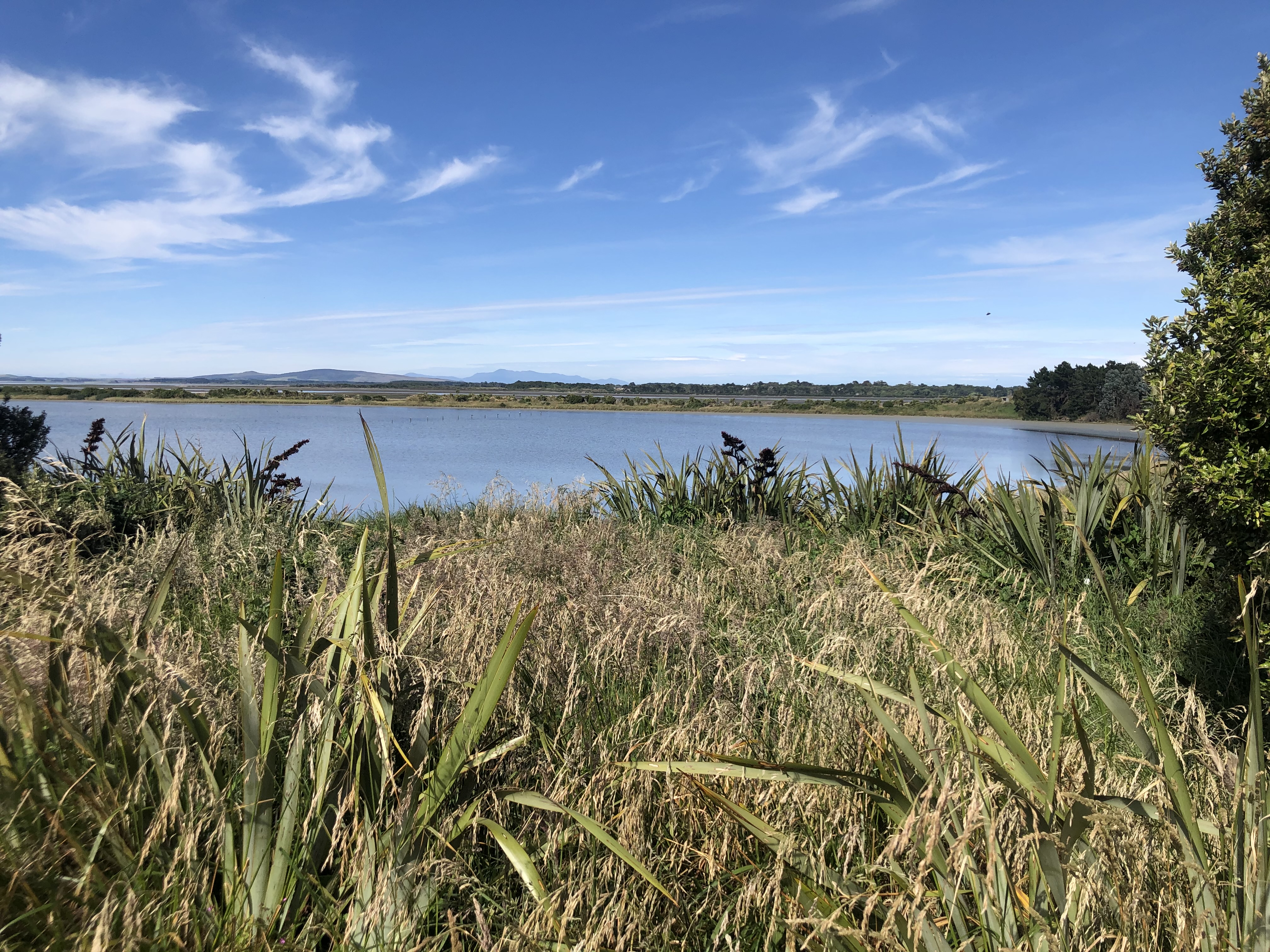 Invercargill Estuary, from the Estuary walking track