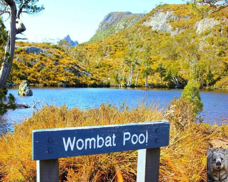 Wombat Pool