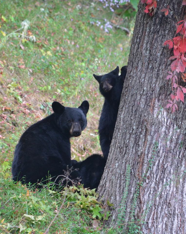 Nantahala Village Resort — photo 26 of 60