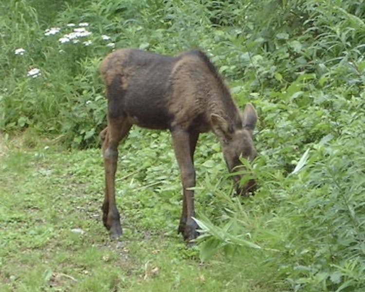 Calf Moose on property