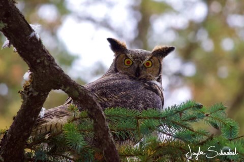 Great Horned Owl