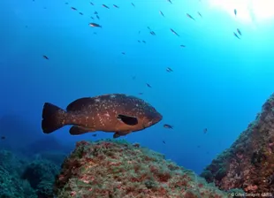Reserve marine de cerbere