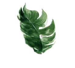 LOS ALMENDROS SAYULITA