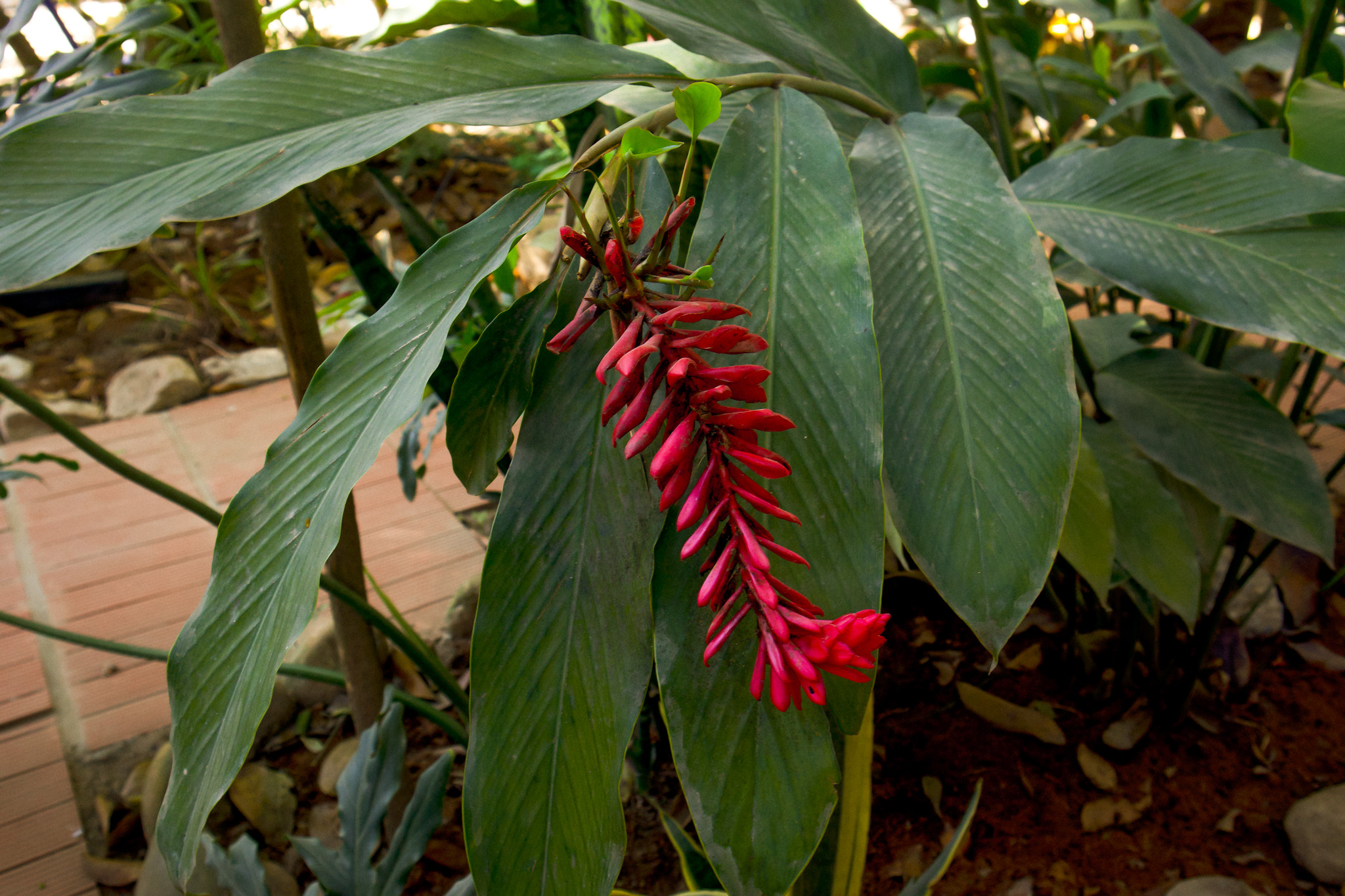 Hotels In Sayulita Nayarit