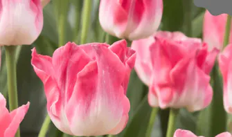 Longbush Cottage Tulip Festival