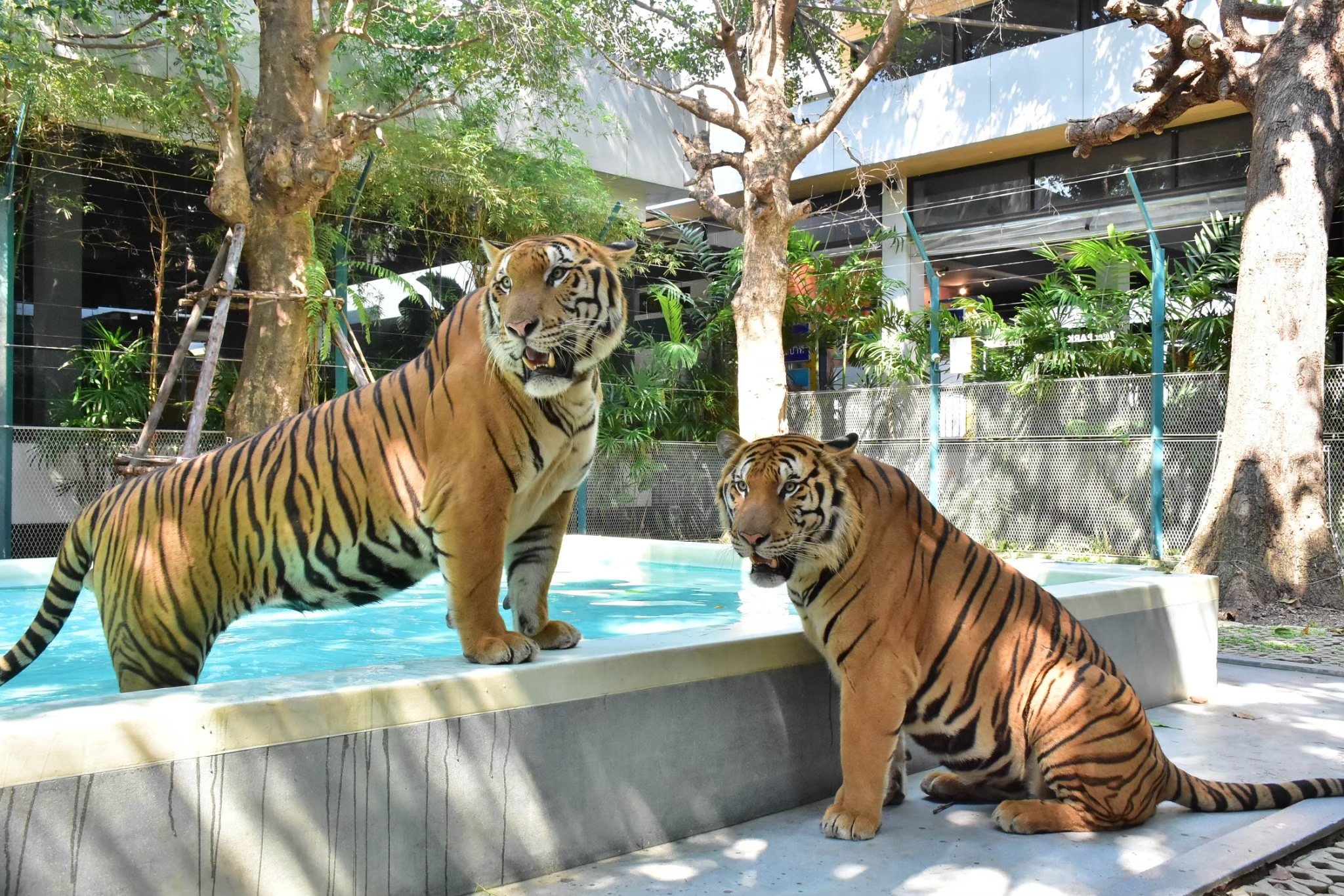 Tiger Park Pattaya