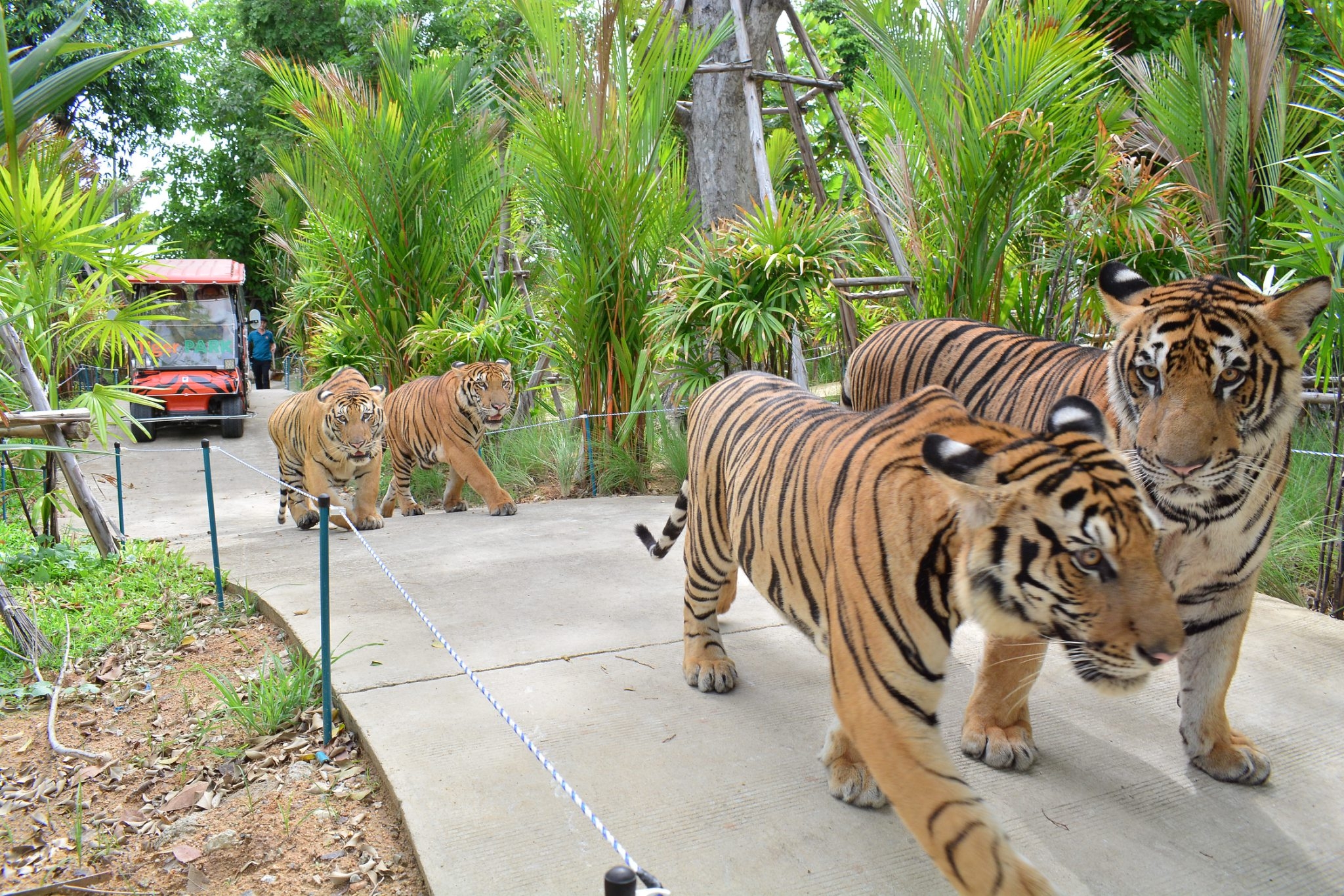 Tiger Park Pattaya