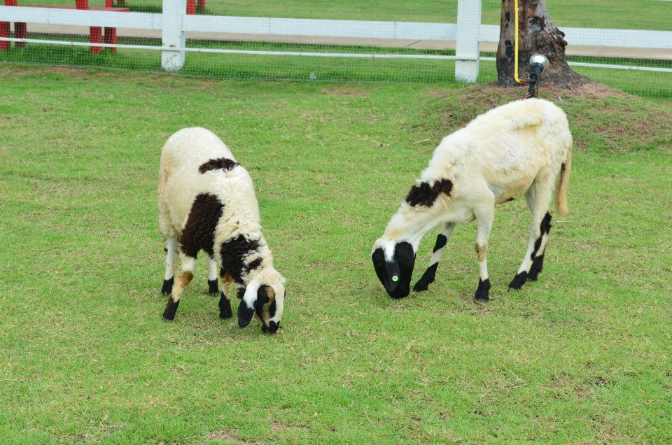 Pattaya Sheep Farm