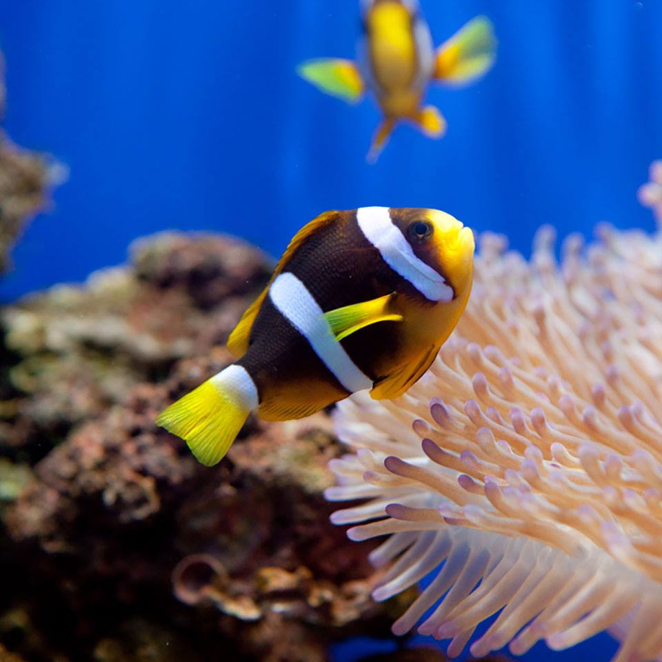 Underwater World Pattaya
