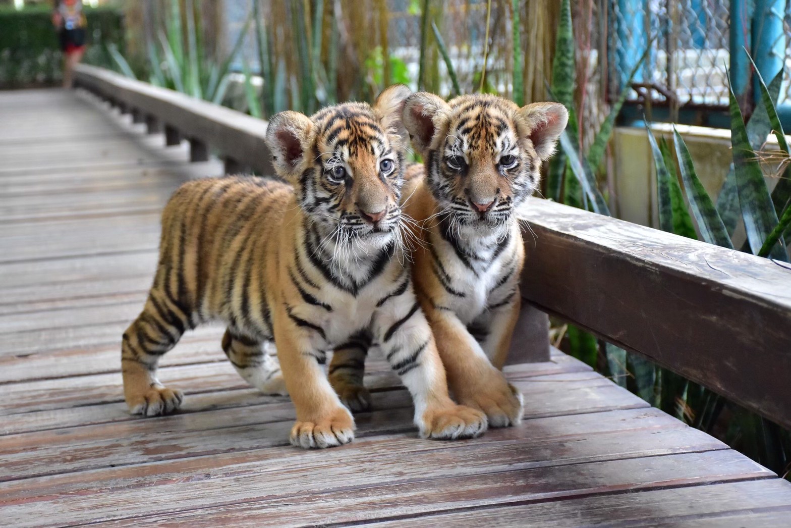 Tiger Park Pattaya