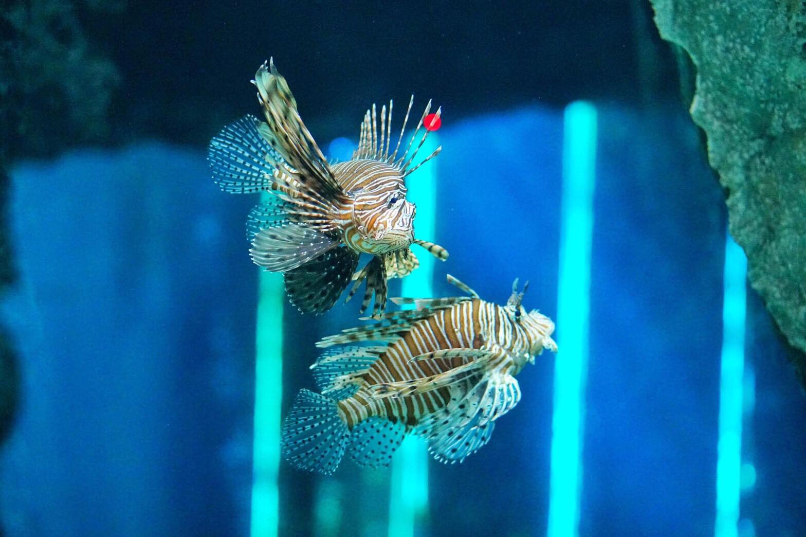 Underwater World Pattaya