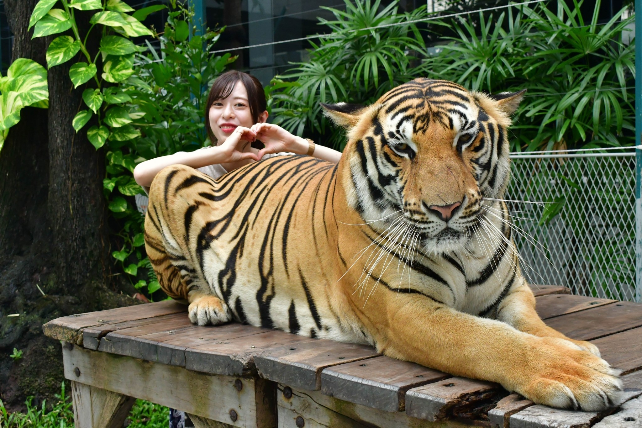 Tiger Park Pattaya