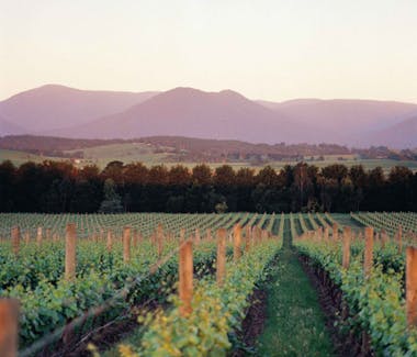 Quality Inn & Suites Knox is also a 40 minute drive to the glorious Yarra Valley where you can enjoy premium quality wine.