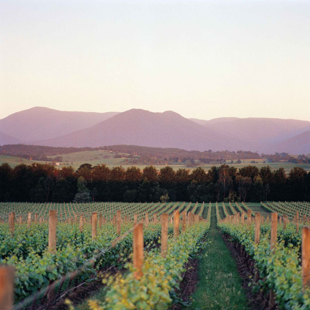 Quality Inn & Suites Knox is also a 40 minute drive to the glorious Yarra Valley where you can enjoy premium quality wine.