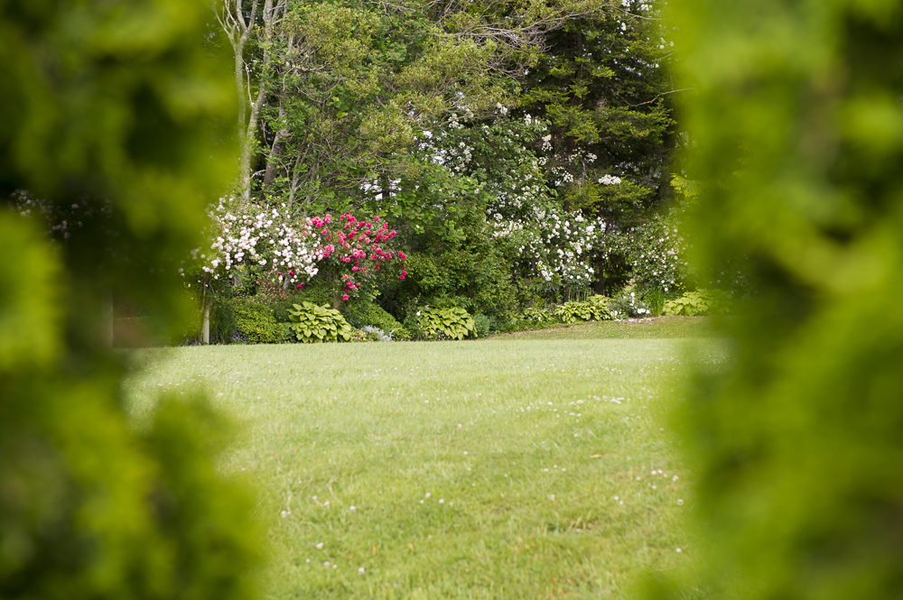 Our borders are planted with hostas, camelias, lillies, irises to name a few.