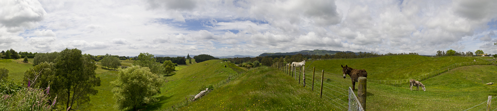 Feed the donkeys while enjoying the view