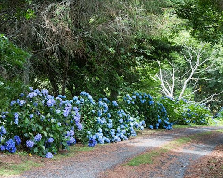 Hydrangeas welcome you at our drive way in January