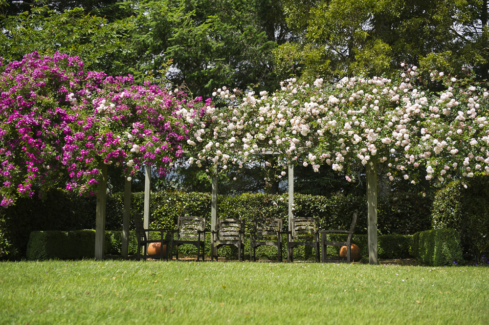 November is the best time to see our stunning roses