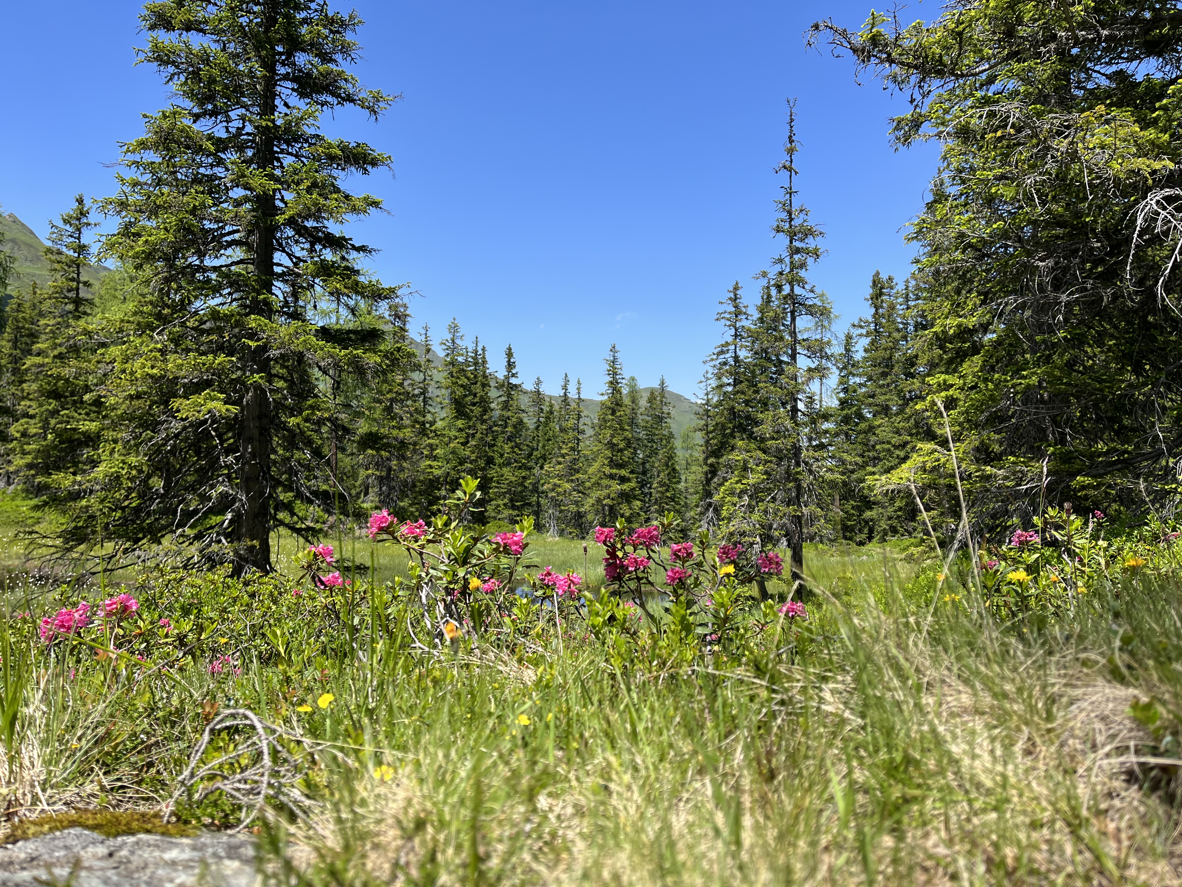 Beautifull nature in Rauris 10 minutes walk from Haus Standlgut