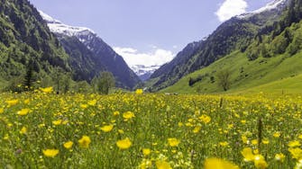 Alpenweide in Rauris Oostenrijk