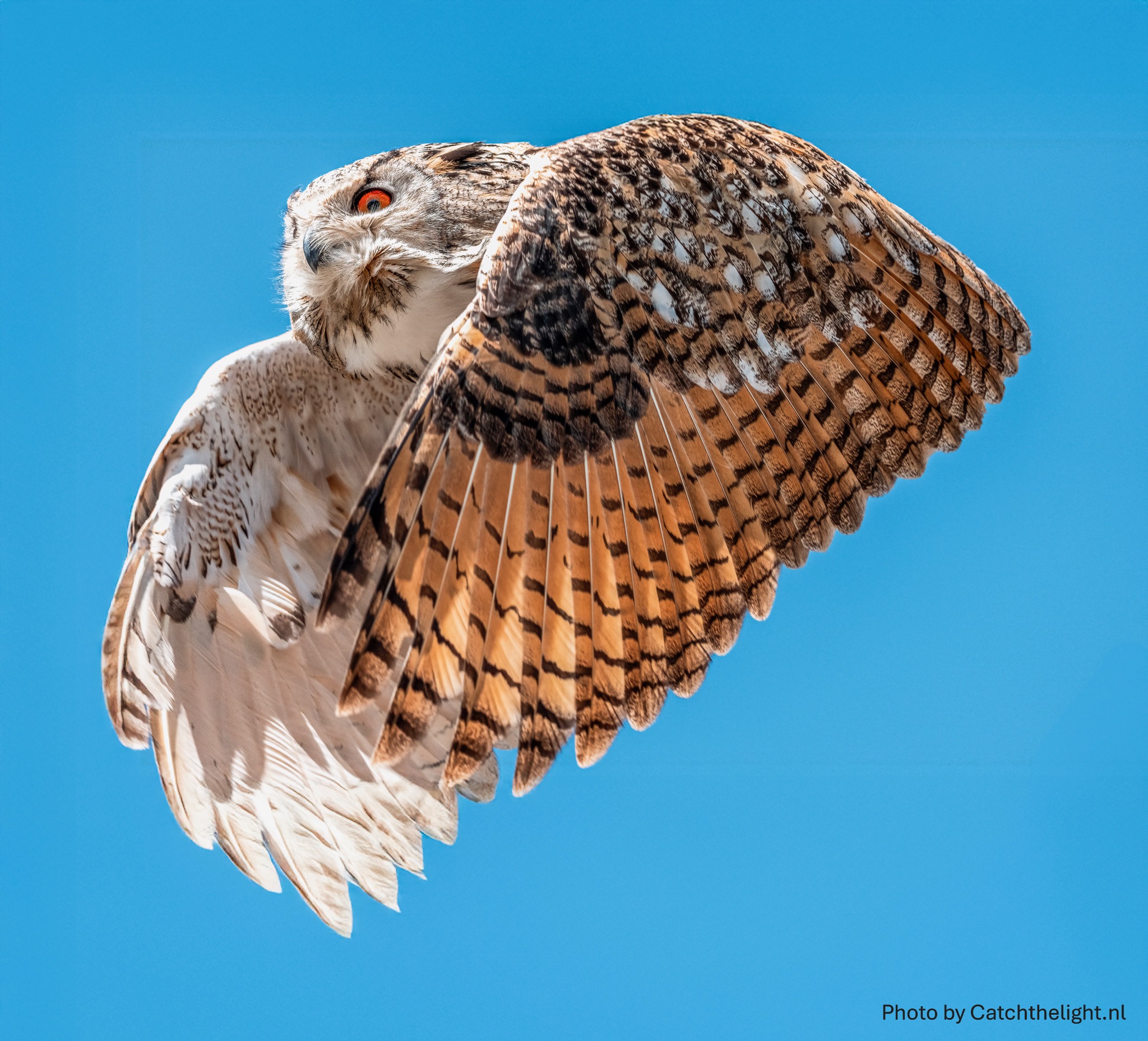 Greifvogels - Roofvogels in Rauris