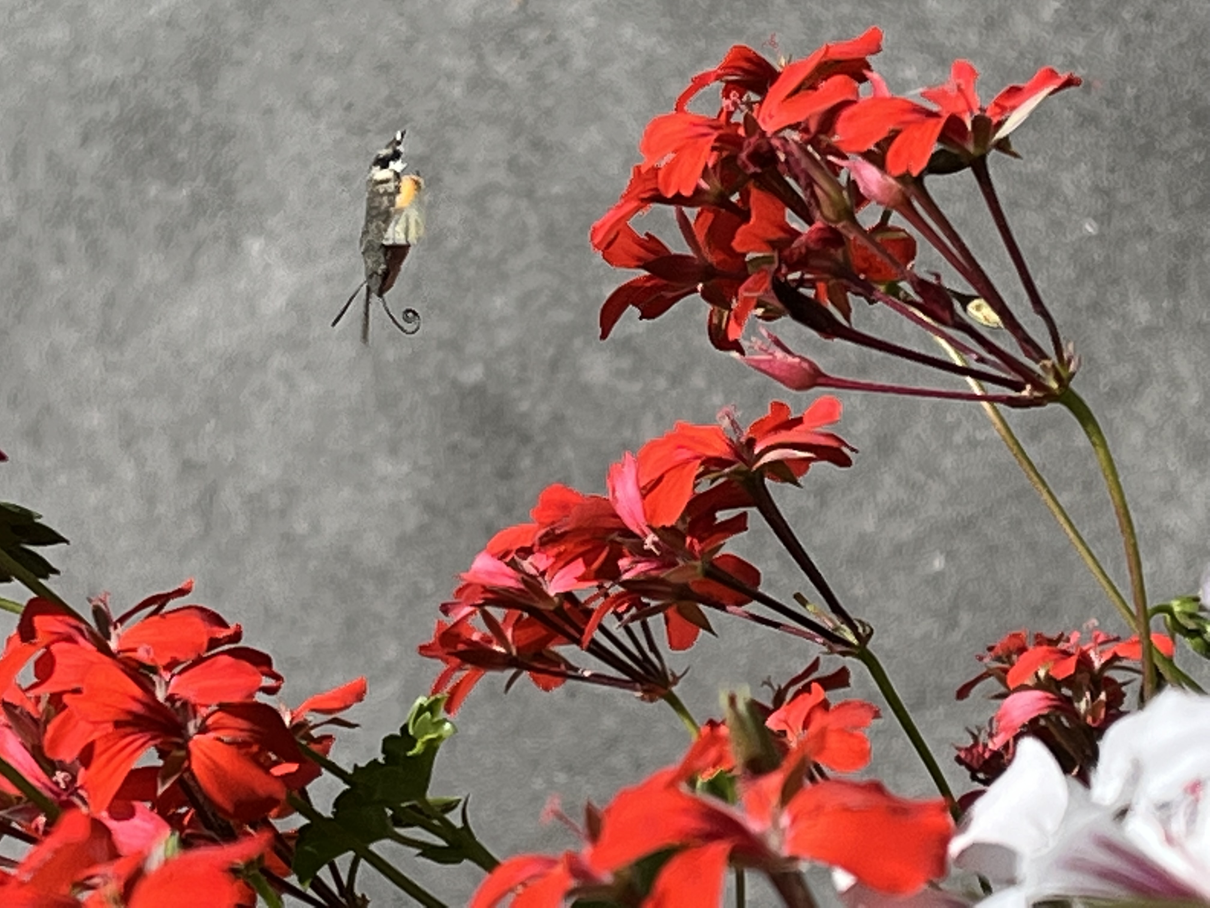 Hummingbird butterfly in Rauris the holiday valley