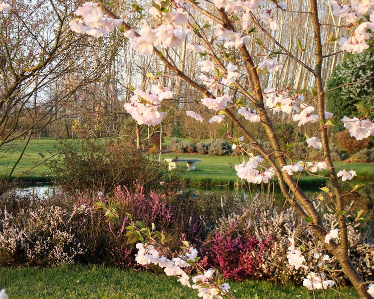 The Spring Flowers in the Park