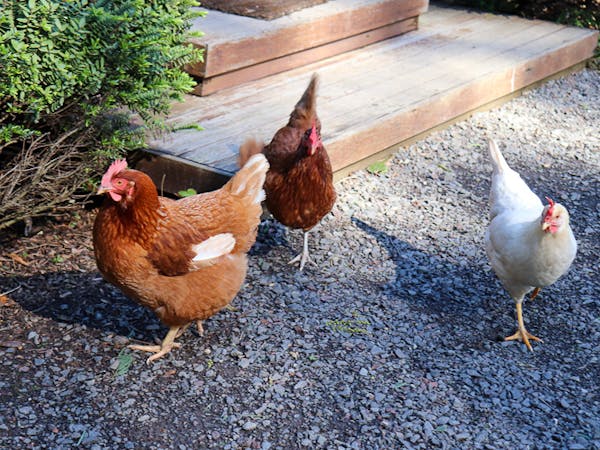 Karma Kinglake Nest 4 with Free-Range Chickens
